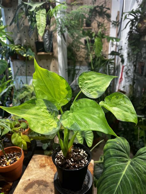 佛手芋開花|Alocasia cucullata 觀葉植物 尖尾姑婆芋(佛手芋)圖鑑